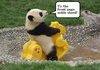 Panda on his noble steed!