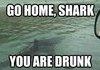 Shark on highway