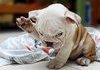 Hitler Puppy