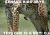 Census Bird Says ....