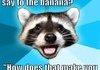 So Much Pun!