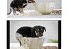 How a bowl should be licked