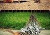 Chipmunk Training.