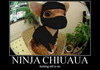 Ninja Chihuahua