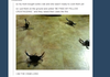 THE CRAB LORD