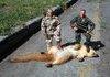 Roadkill