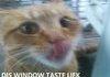 All new LOL CAT