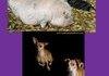 Awkward Pet Photos