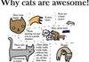 why cat are awsome