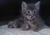 NAME MY KITTEN