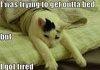 Funny Lazy cat