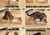 The Cheating Cat