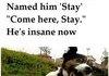 Stay