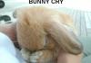 You Make Bunny Cry