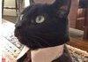The Business <b>Cat</b> Family Tree