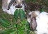 every body luvz it