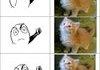 dang cats