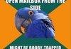 Paranoid Parrot Comp 2