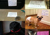 Pet Shaming