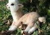 Just a baby alpaca