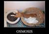 osmosis