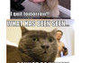 LolCats Collection pt 1
