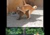 Silly Animals, Ur Doin It Wrong