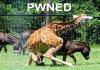 Interbreeding