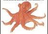 Grammar Octopus