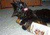 my <b>cat</b> has been acting up