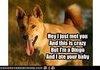 Dingo