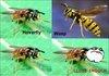 Wasp vs Hoverfly