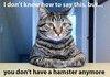 Mr. <b>Cat</b>