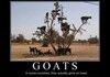 Goats