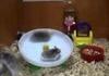 #FAP. Crazy hamsters playing