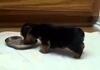 Puppy Totally Pumped About Eating