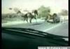 group of horses on the highway