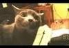 Like, remember dramatic cat?