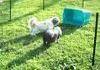 Funny friends dog and a pig