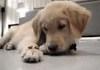 puppy told to "Leave It"