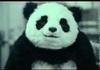 Want some panda?
