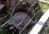 Tortoise Mating Noise