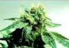 Im High take a listen