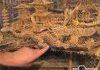 35 years, 100,000 toothpicks part 2