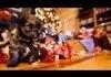 Cute Puppies Are Cute