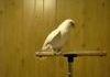How to dubstep like a parrot