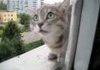 My neighbor's cat invading
