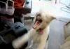 origin of haha dog