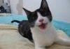 Catdog
