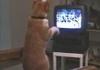 Cat Learns Boxing on TV